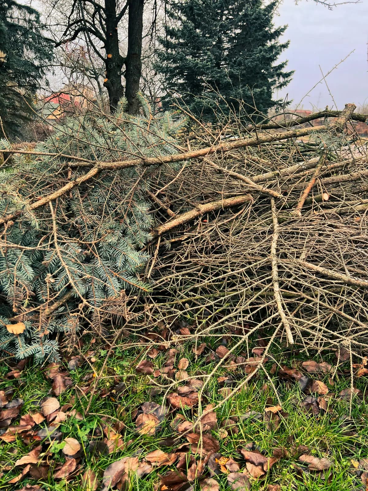 A pile of cut evergreen branches beneath trees