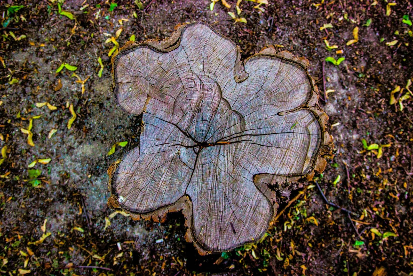 A cut stump viewed from above, with an uneven outline and visible growth rings