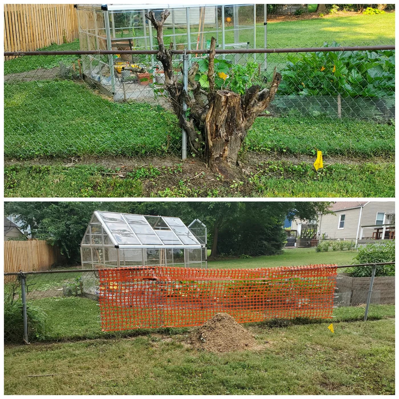 Stump beside a chain-link fence before grinding and the resulting area with grindings afterward