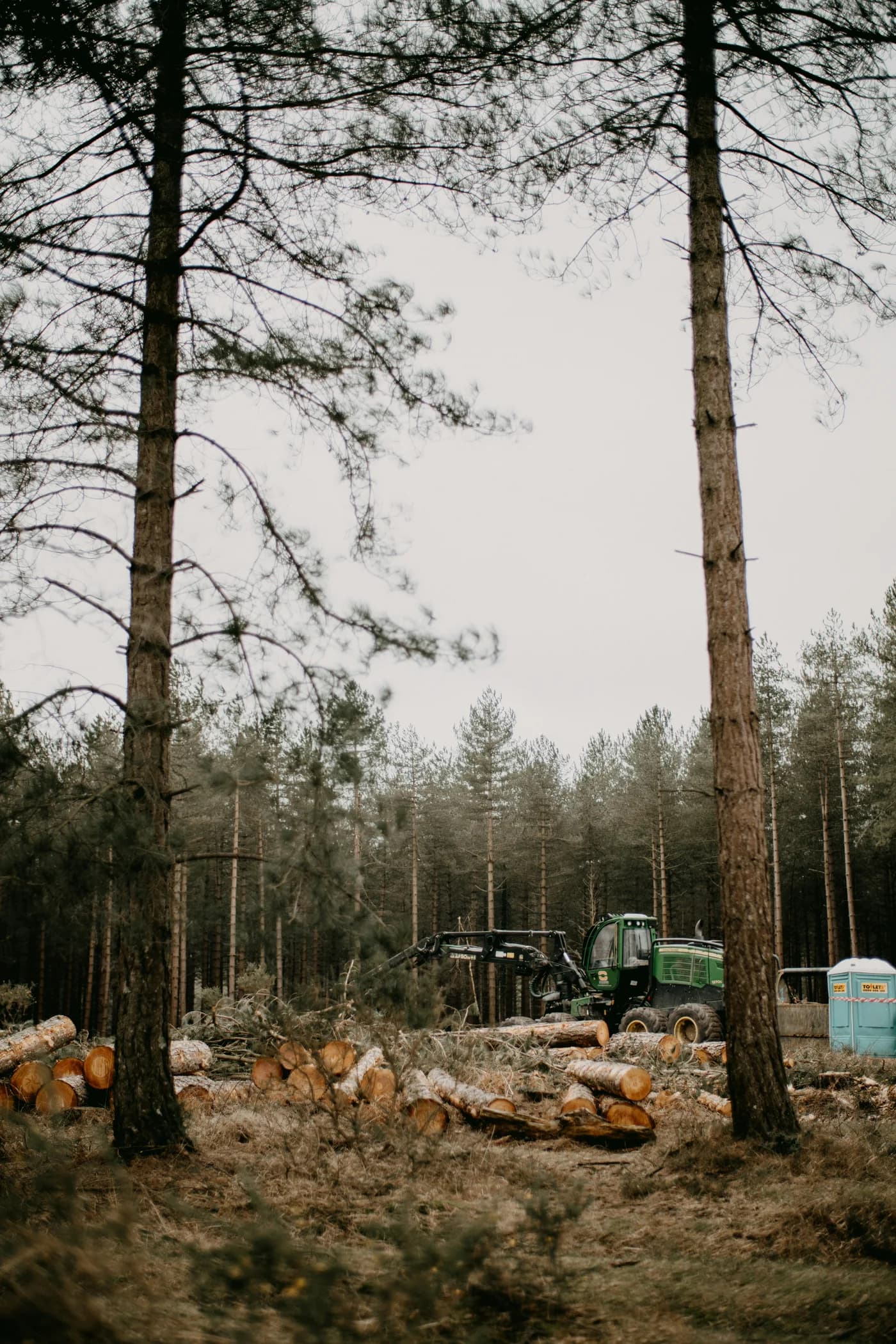 Forestry equipment and cut logs among tall standing trees