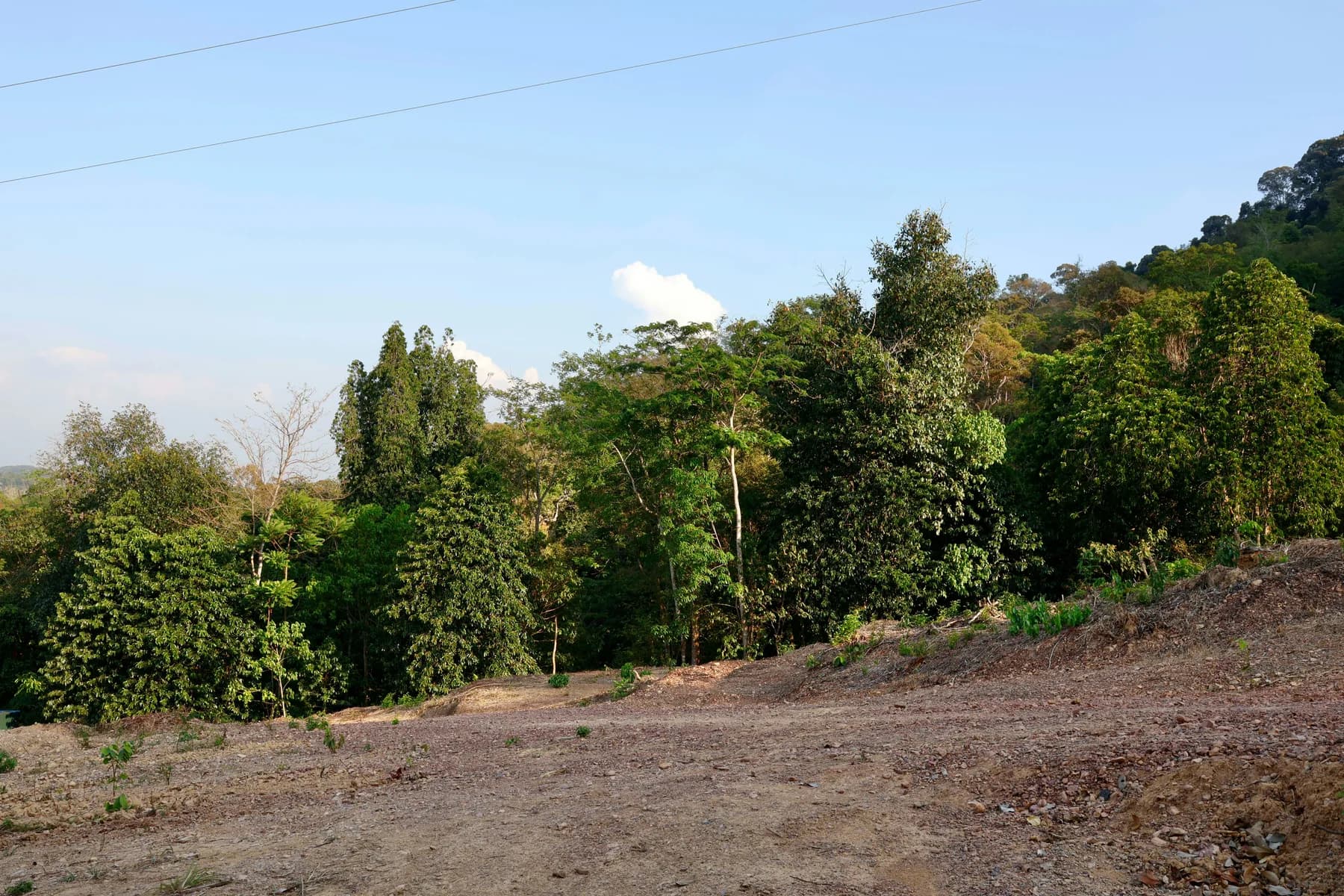 An open area of sloping ground bordered by standing trees