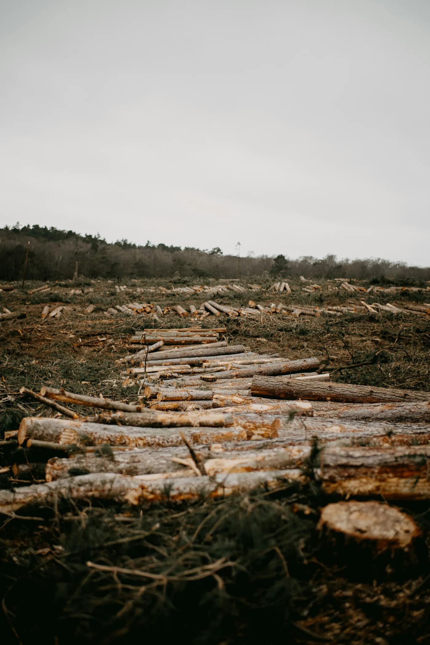 Cut timber and woody debris remaining across an open clearing