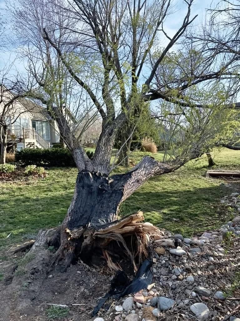 A broken tree base with splintered wood beside a rock-edged planting area