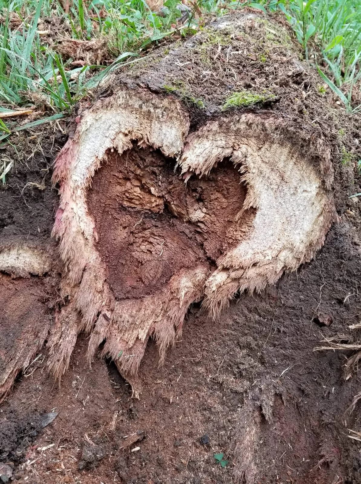 Close view of an old stump with a hollow, crumbly interior and wood remaining around the edge
