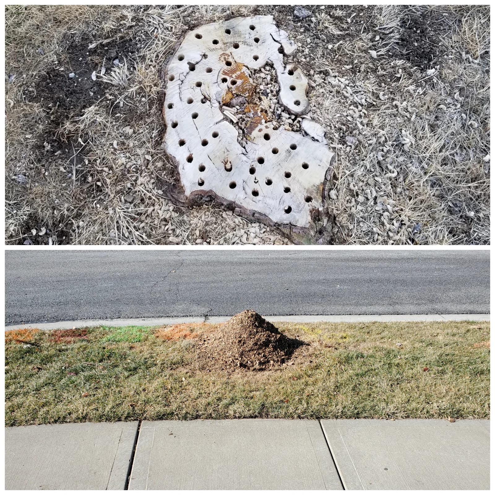 Before and after: a stump with drilled holes, then a pile of grindings between a sidewalk and street