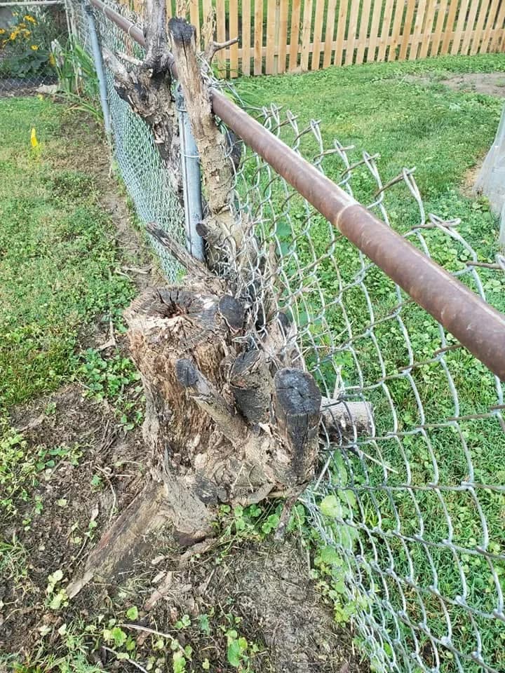 A chain-link fence running through old stump wood along a backyard boundary