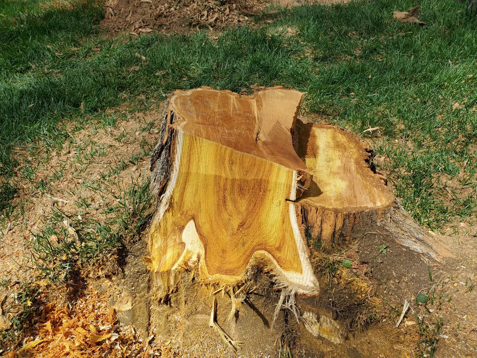 A freshly cut stump with a broad, irregular base and exposed root flares