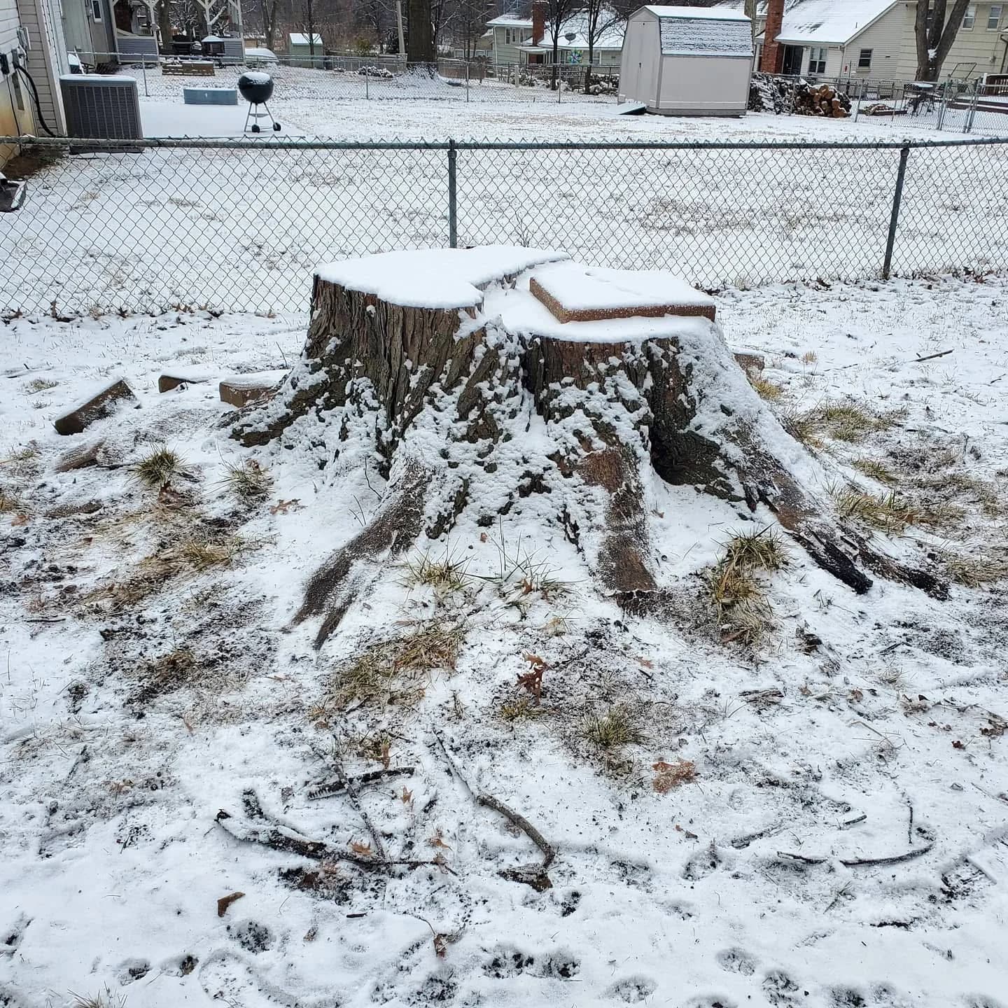 A broad stump with spreading roots in a snow-covered backyard