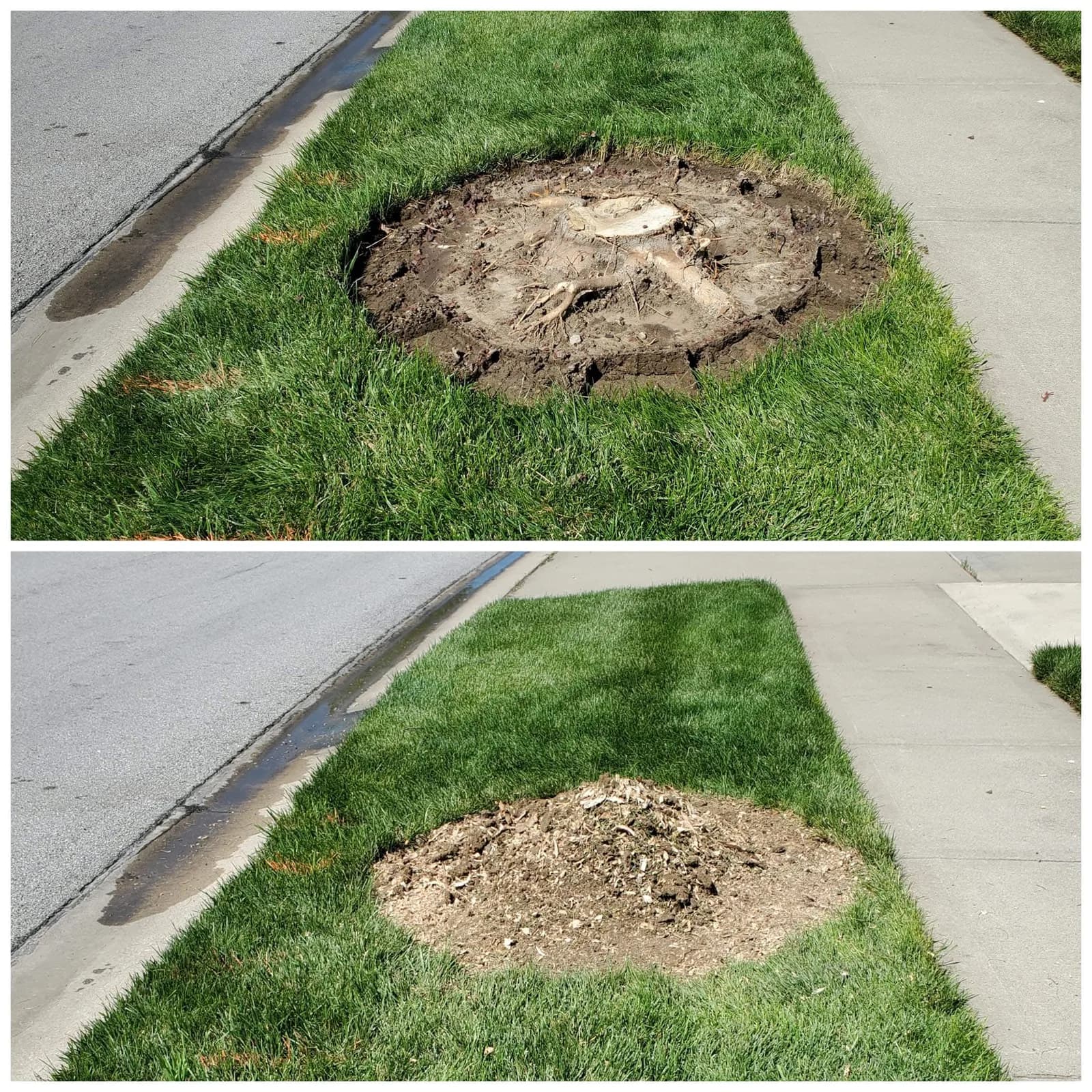 Before and after: a stump between a sidewalk and street, followed by the same area with grindings