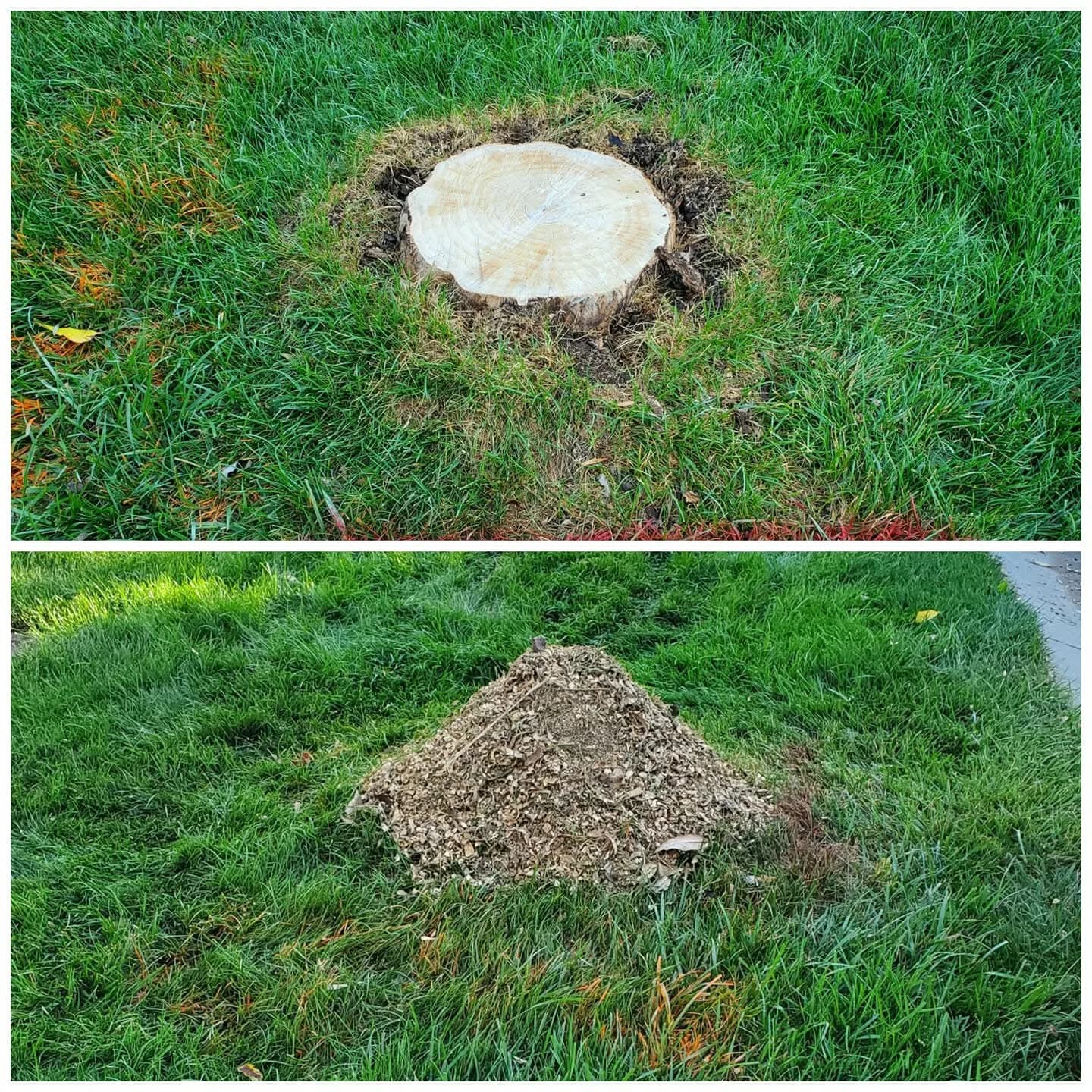 Before and after: a small stump in grass, followed by a pile of grindings in its place