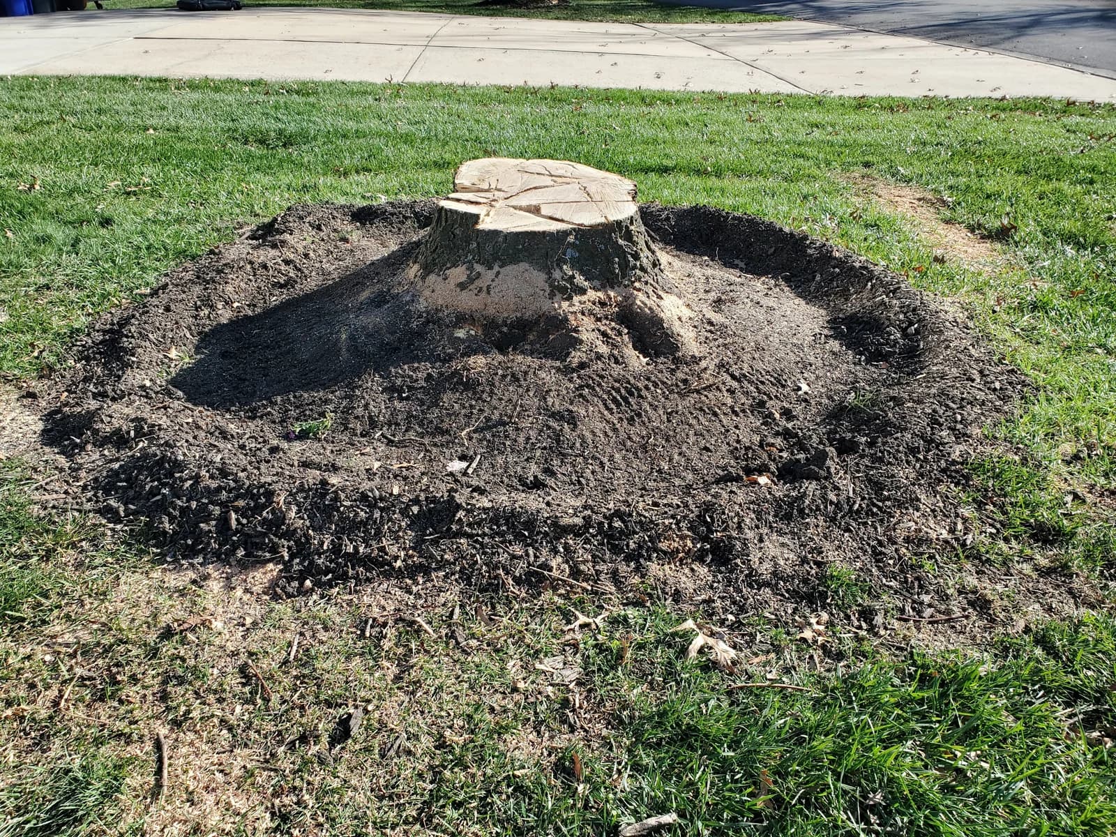 A cut stump with flared wood at its base and a raised soil mound extending into the lawn