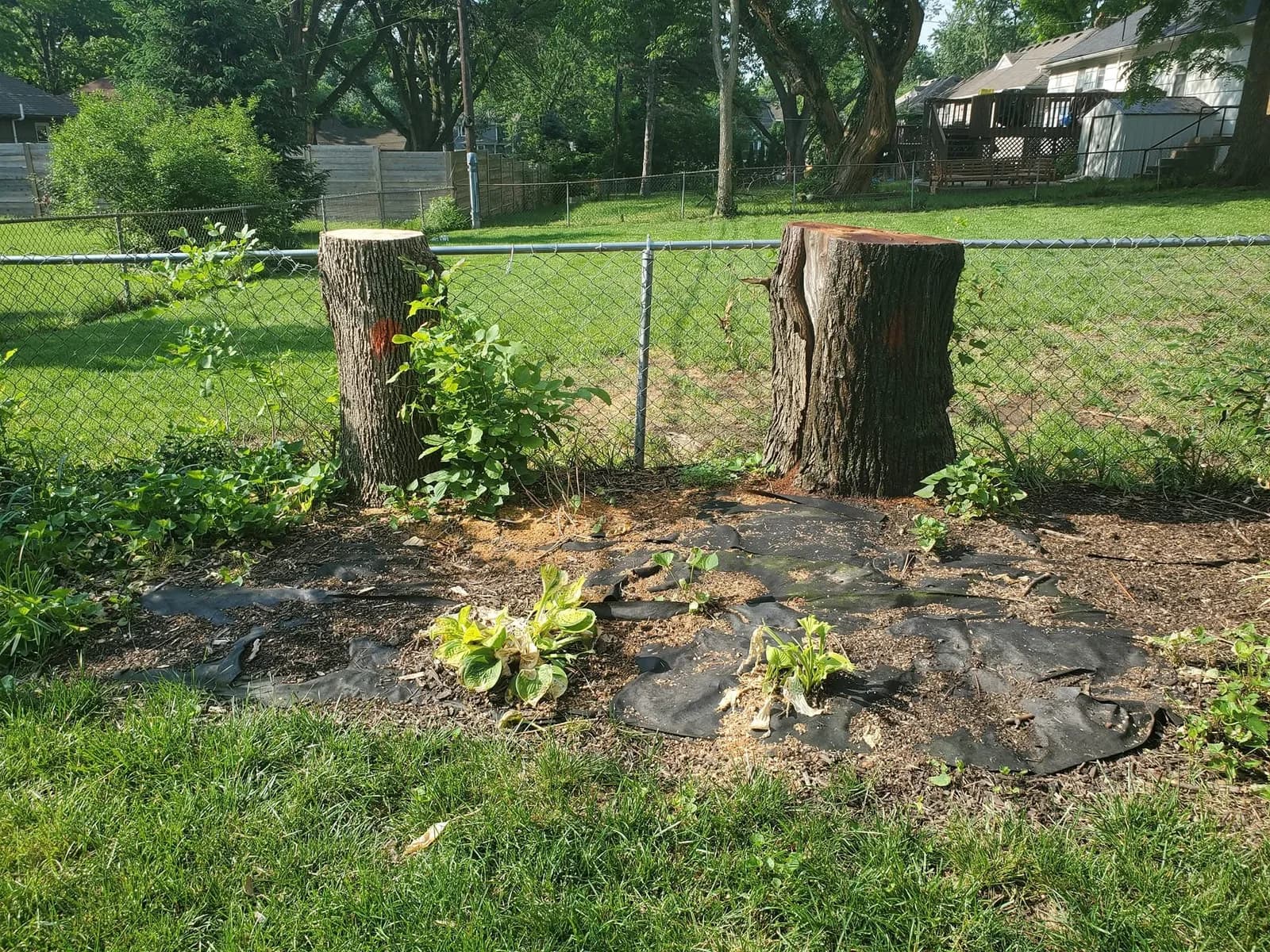 Two stumps beside a chain-link fence, with roots and nearby planting visible