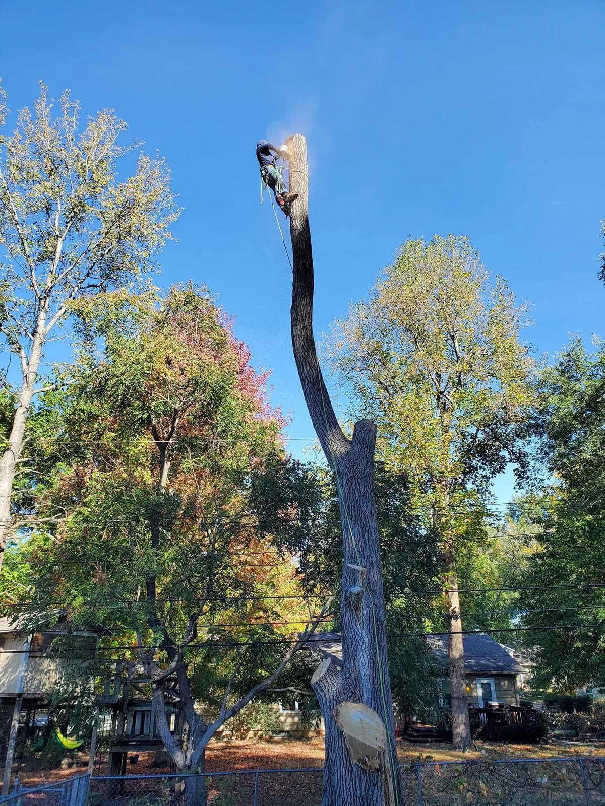 A tree worker secured to a tall trunk while cutting above surrounding yards