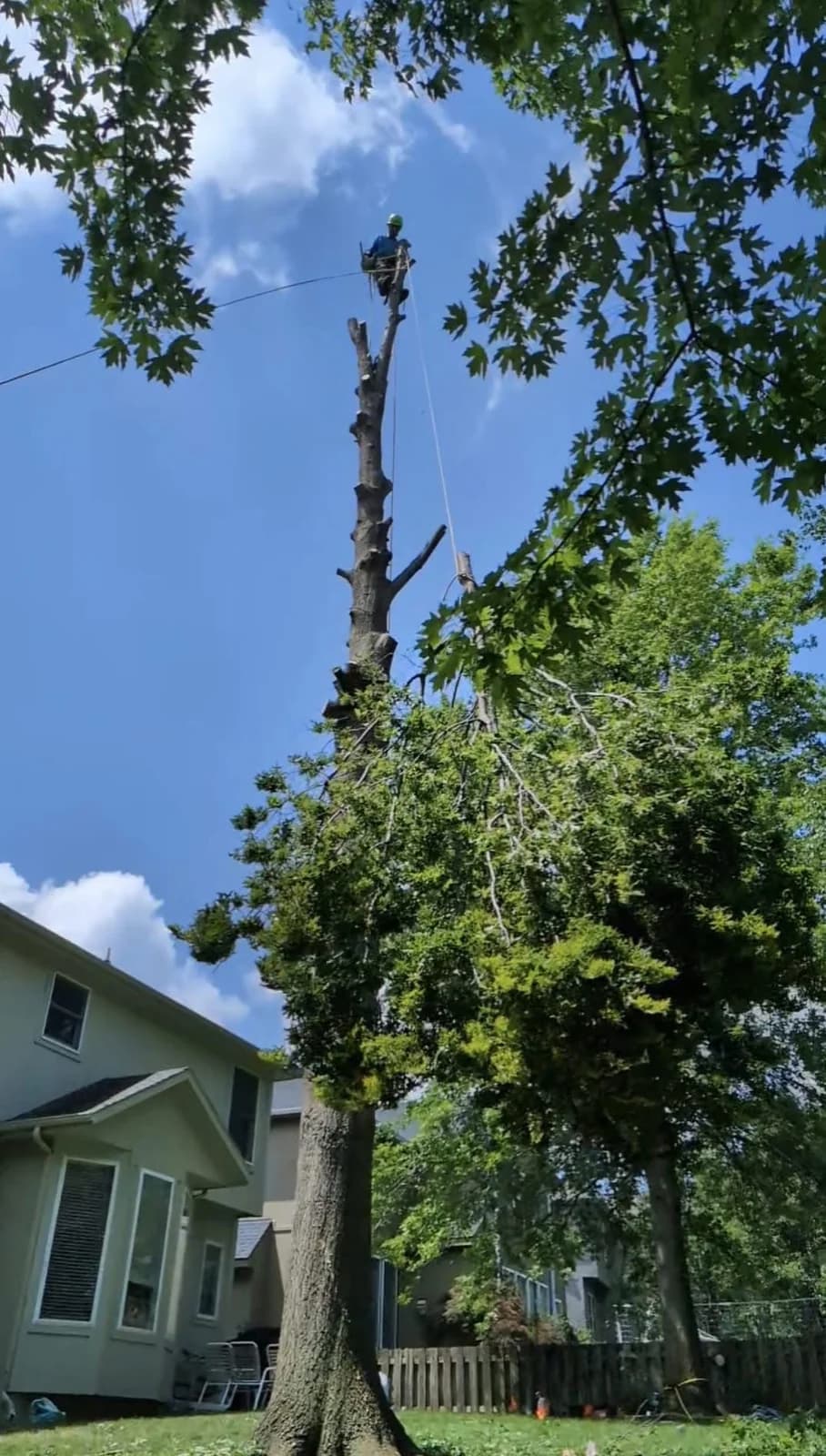 A tree worker secured high on a stripped trunk with rigging lines beside a house