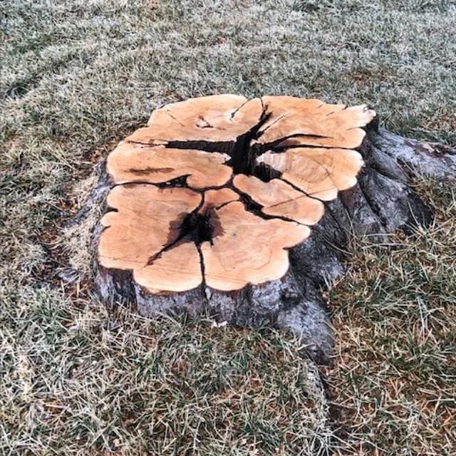 A low stump with a deeply cracked cut surface in a lawn