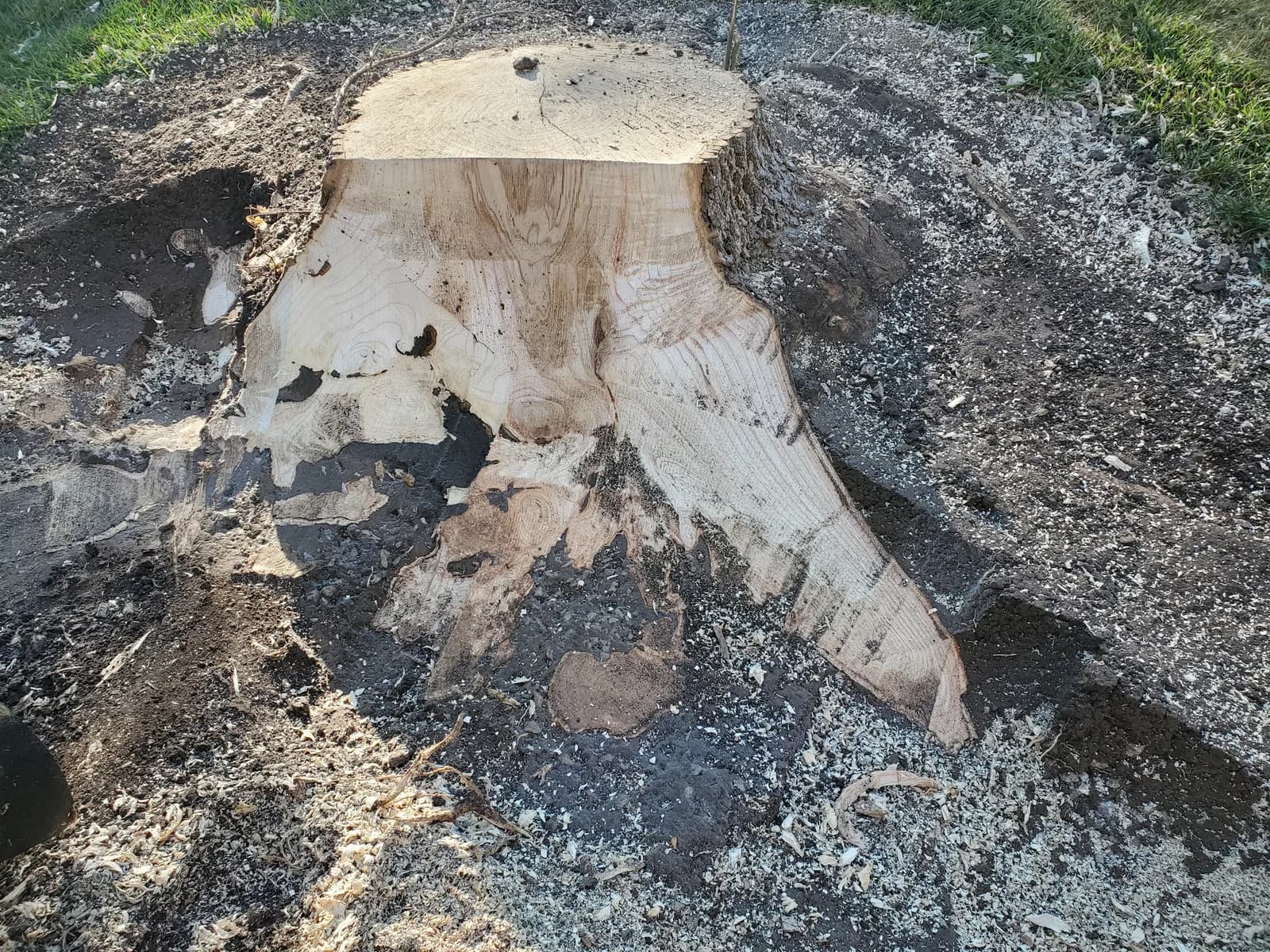 A wide stump with exposed wood spreading beyond the cut trunk