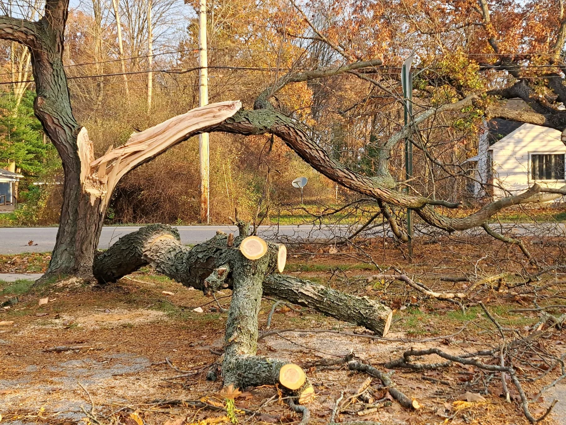 A large split tree limb with cut logs and scattered branches across a yard