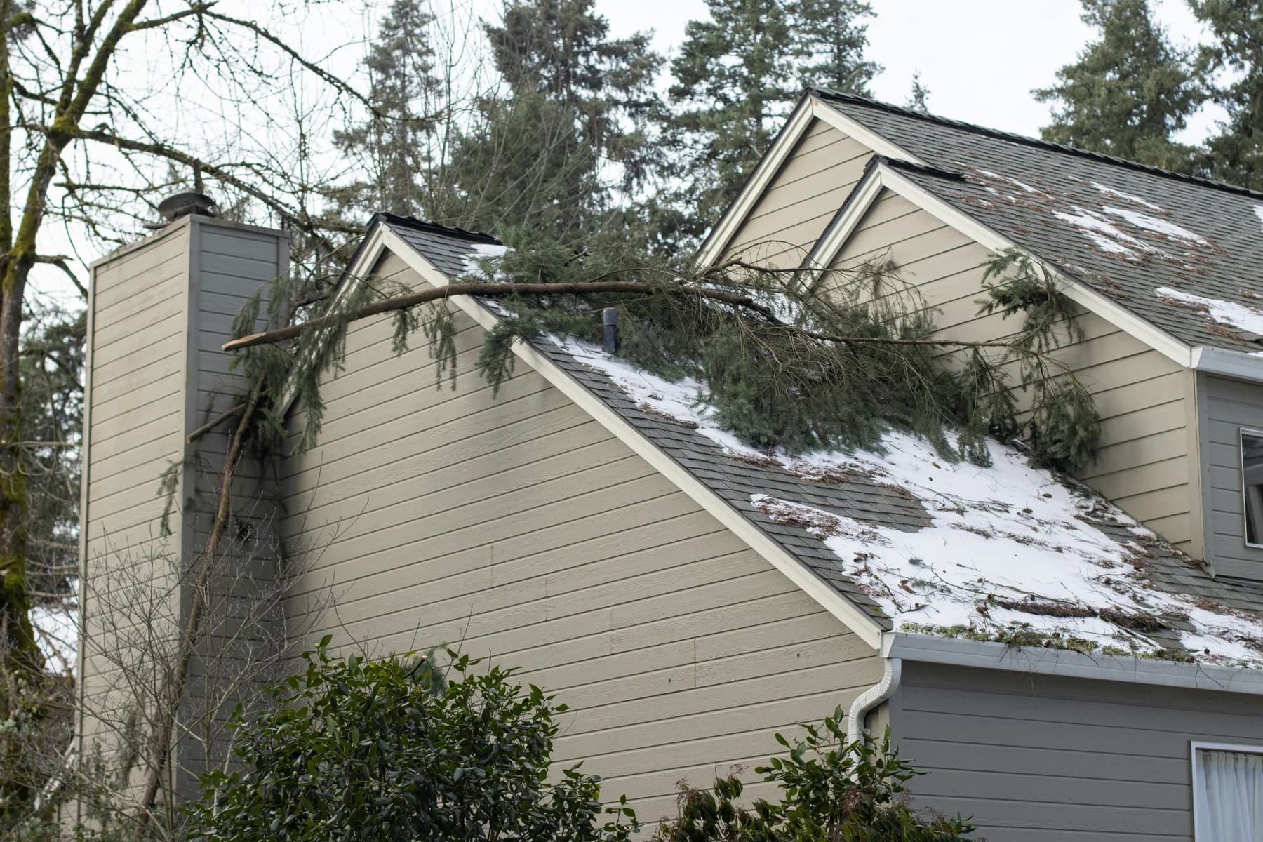 A fallen evergreen limb resting across a house roof dusted with snow