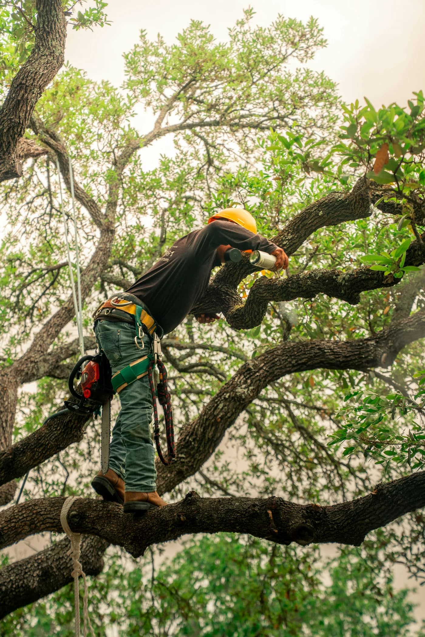A helmeted tree worker secured with climbing gear among leafy branches