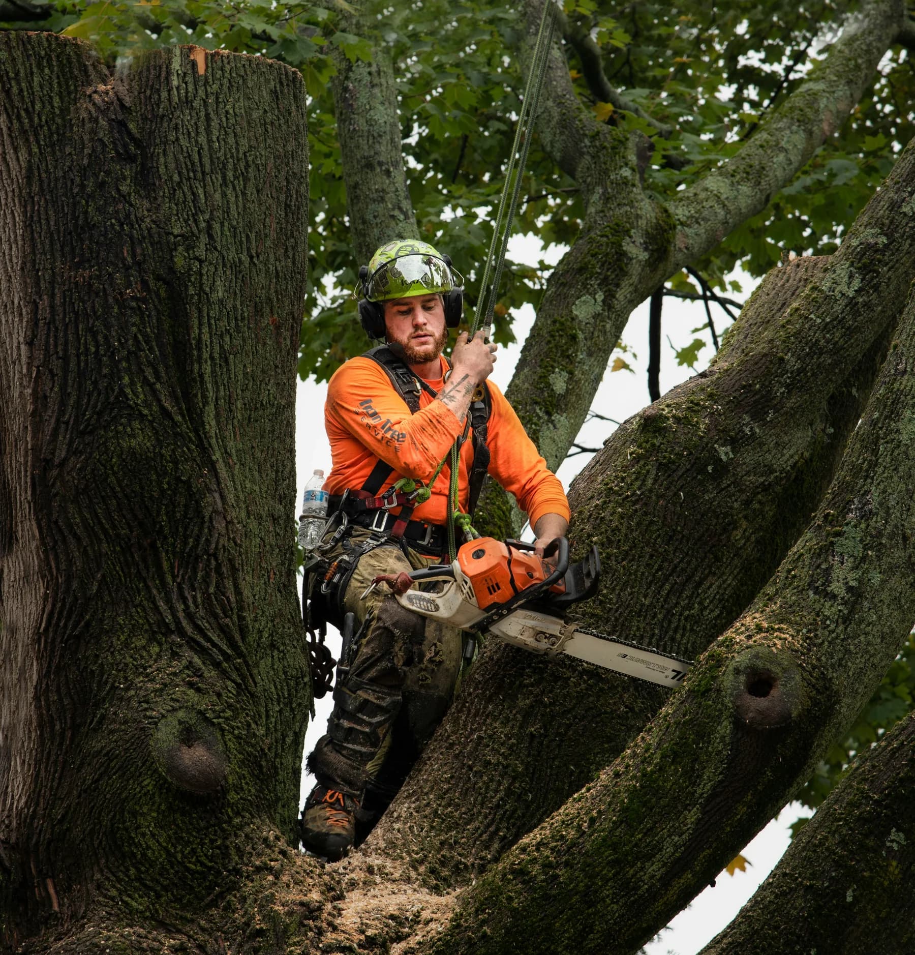 A tree worker secured among large branches with a chainsaw
